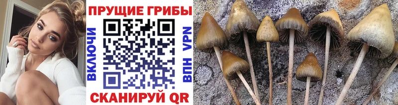 Псилоцибиновые грибы ЛСД  как найти закладки  Стародуб 